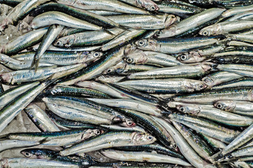 Obraz premium sardines in a desk of a fish market in Tokyo