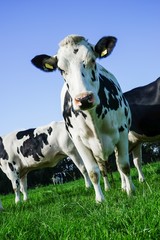 Schwarzbunte Milchkuh auf der Weide, schräg aufgenommen