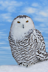 Portrait of Pround Snowy Own.