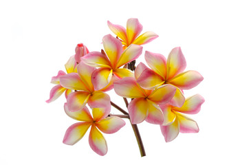 Close up  of plumeria