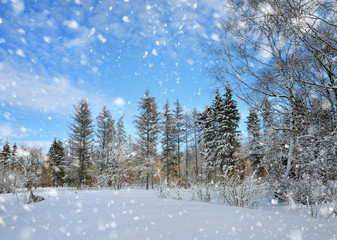 Beautiful winter landscape with snow covered trees