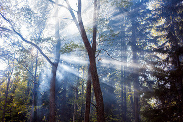 Rays of the sun in  misty forest