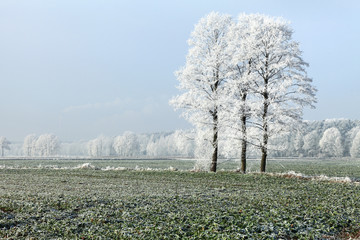 Zimowy szron na drzewach. - obrazy, fototapety, plakaty