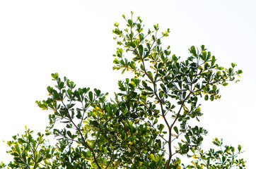 Close up of green leaves