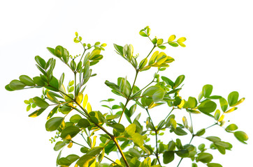Close up of green leaves