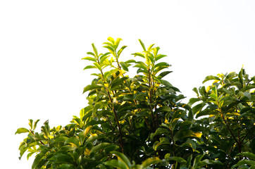 Close up of green leaves