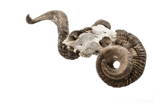 Rum Skull. Ram Skull With Big Horn Isolated On White Background.