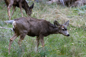 small male mule deer