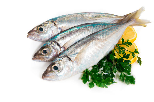 Sgombro suro with parsley and lemon isolated on white background