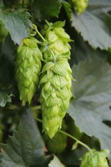 Bilder und Videos suchen: hopfenanbau