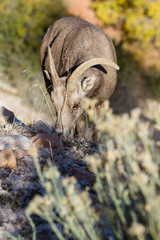 big horn sheep