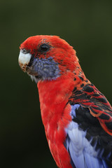 Pennantsittich (Platycercus elegans)