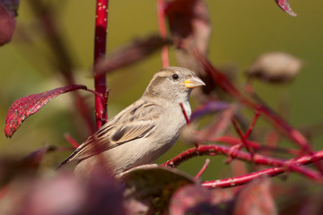 Haussperling