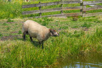 ewes of shropshire
