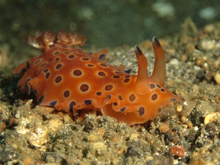 Spotted orange sea slug