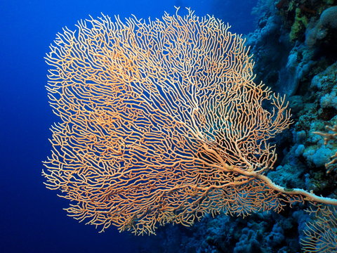 Fototapeta Gorgonian