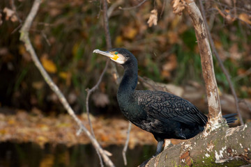 Kormoran