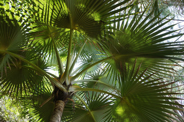 Canopy of green palm tree in the tropics