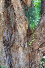 Tree bark with ivy in close-up