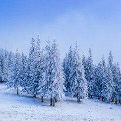 wonderful winter landscape