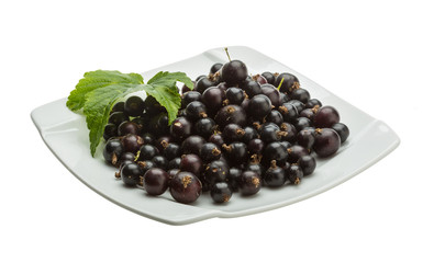 Black currant