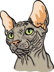 Beige cat sphinx