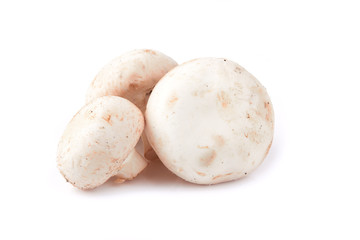 mushroom