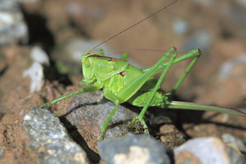 green grasshopper sit on a stone