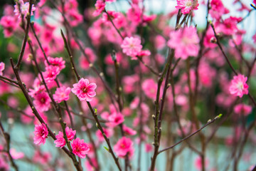 red Plum blossoms
