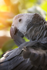 Obraz premium African Grey Parrot