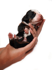 mountain dog puppy in hands on a white background