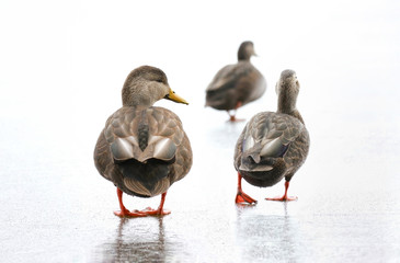 canards