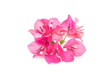 Pink blooming bougainvilleas isolate on white background