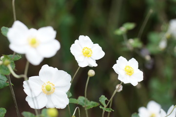 シュウメイギク