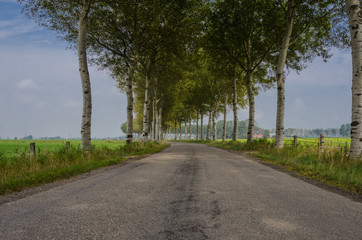 Birch lined land in the Netherlands