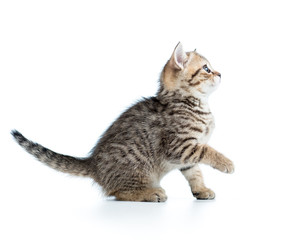 playful kitten cat isolated on white