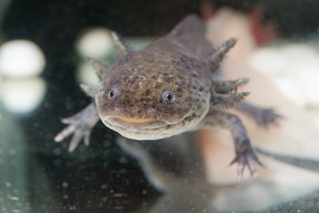 Brown axolotl