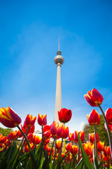 Fototapeta premium Berliner Fernsehturm view with red tulips