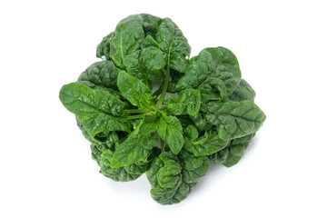 チヂミほうれん草