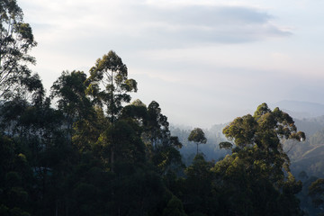 Landscape in Sri Lanka Highlands country near Ella
