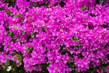 close up of pink bougainvillea background