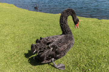 black swan walking on grass