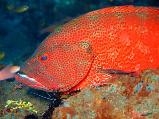 Grouper, Island Bali, Tulamben