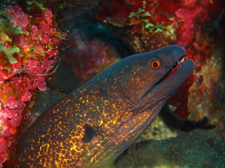 Moray eel, Island Bali, Tulamben