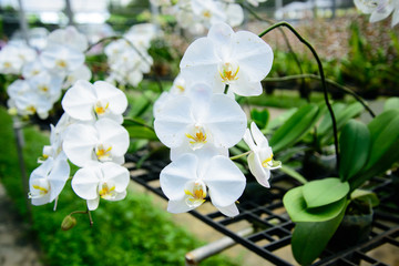 Orchid flowers are beautiful.