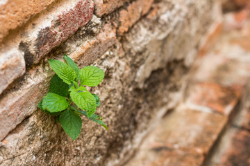 little tree on red bricks wall background