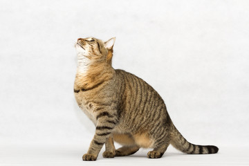Katzen Portrait