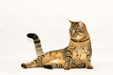 Katzen Portrait