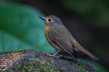 Close up of lovely Hill Blue Flycatcher (Cyornis banyumas)
