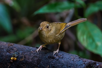 Buff-breasted babbler (Pellorneum tickelli)  on the branch